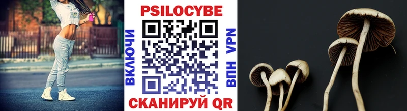 Купить закладки  Будённовск  Псилоцибиновые грибы Psilocybine cubensis 